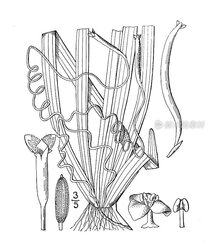 古植物学植物插图:Vallisneria spiralis, Tapegrass, eel grass
